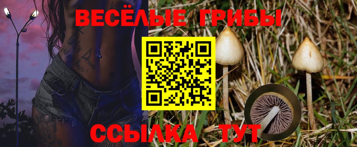 Владимир  Псилоцибиновые грибы мухоморы  Вход с VPN  хочу   Галлюциногенные грибы Psilocybine cubensis 